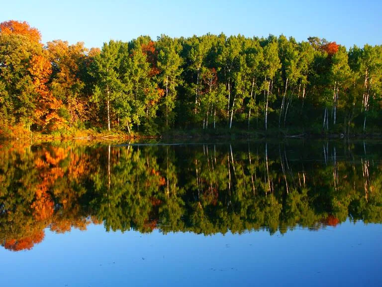 Birch and maple forest with early autumn colour reflected in a calm blue lake