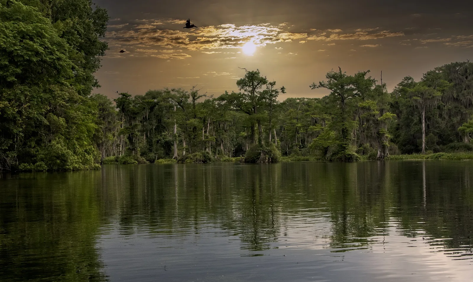 Still river at sunset bordered by moss-draped cypress trees, with a large bird flying overhead