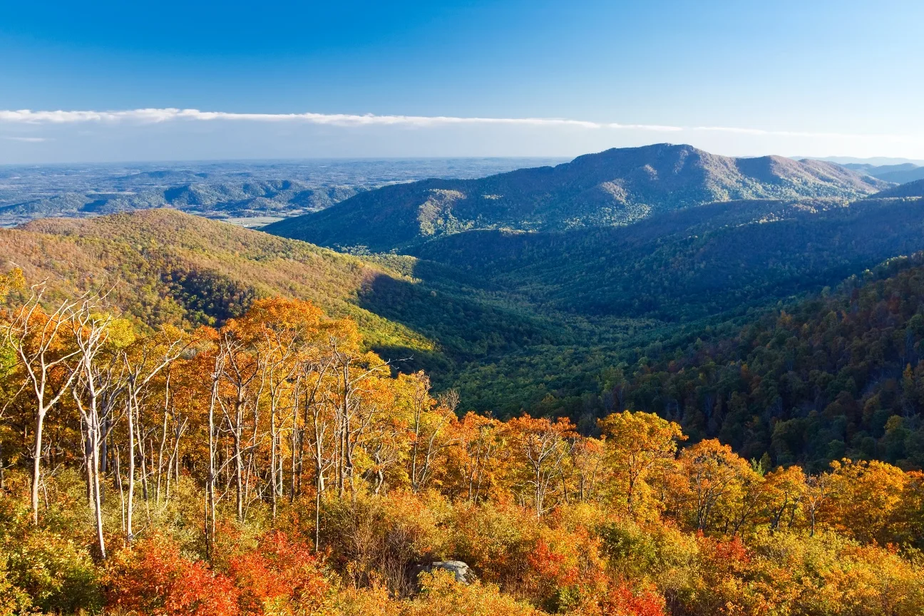 Vibrant autumn foliage blankets the rolling slopes and valleys of the Blue Ridge Mountains in Albemarle County, Virginia, under a clear blue sky.